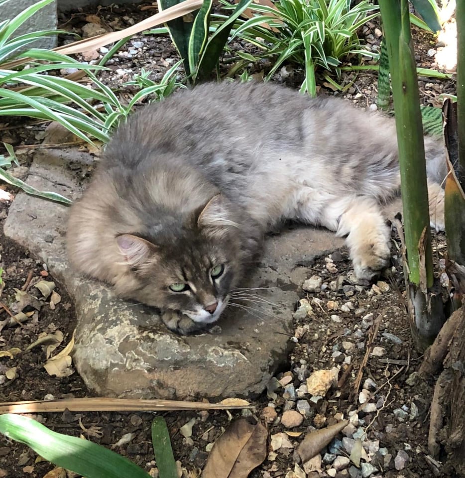 From Kyalami to Midstream - Lost Cat Found 27 Kilometres From Home!