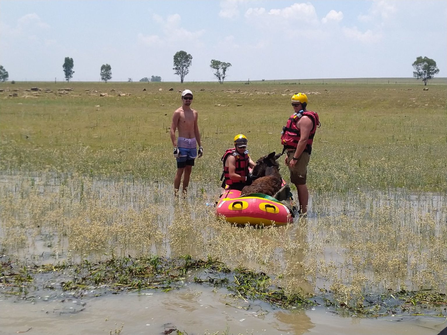 Donkey Missing For 4 Weeks Rescued After Found on Vaal Dam Island