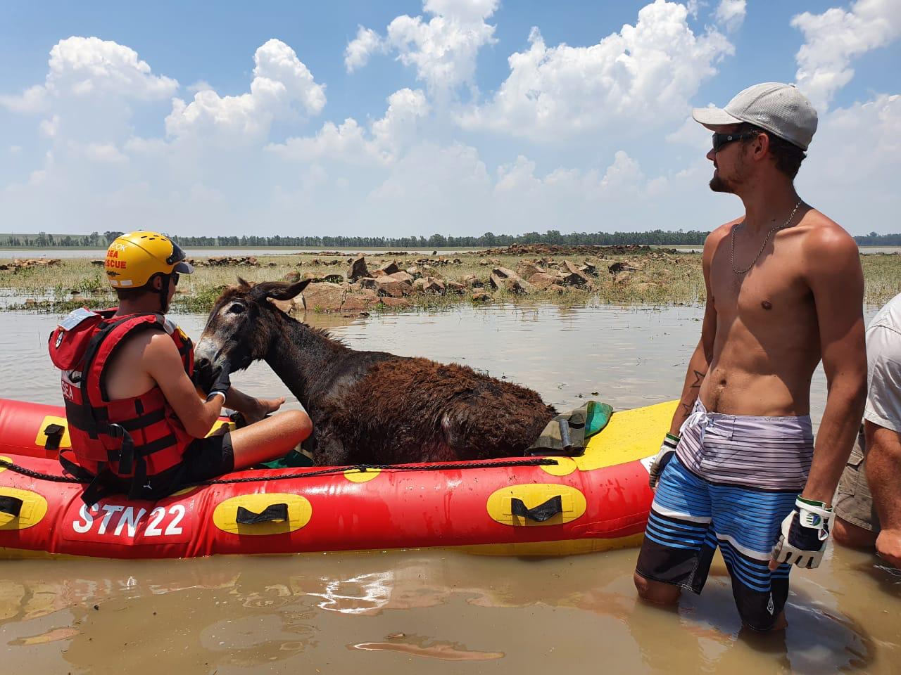 Donkey Missing For 4 Weeks Rescued After Found on Vaal Dam Island