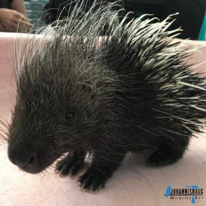 Porcupette