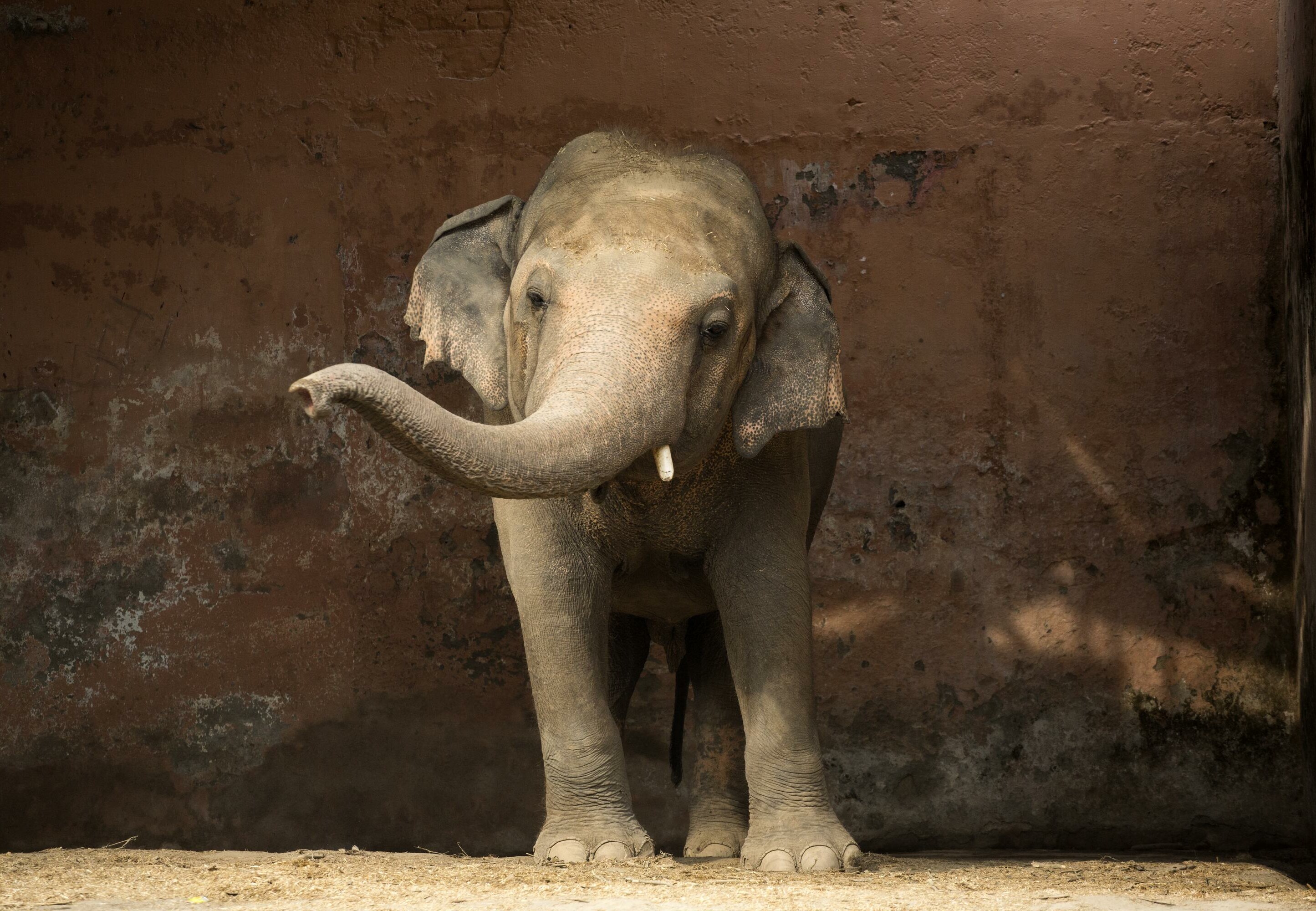World's Loneliest Elephant Moved to a Sanctuary Thanks to Cher!!!
