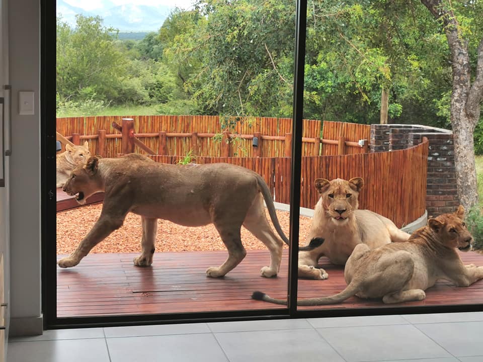 Lion Hunny, There's a Lion on My Stoep - Family Arrive Home to a Pride of Lions!!!