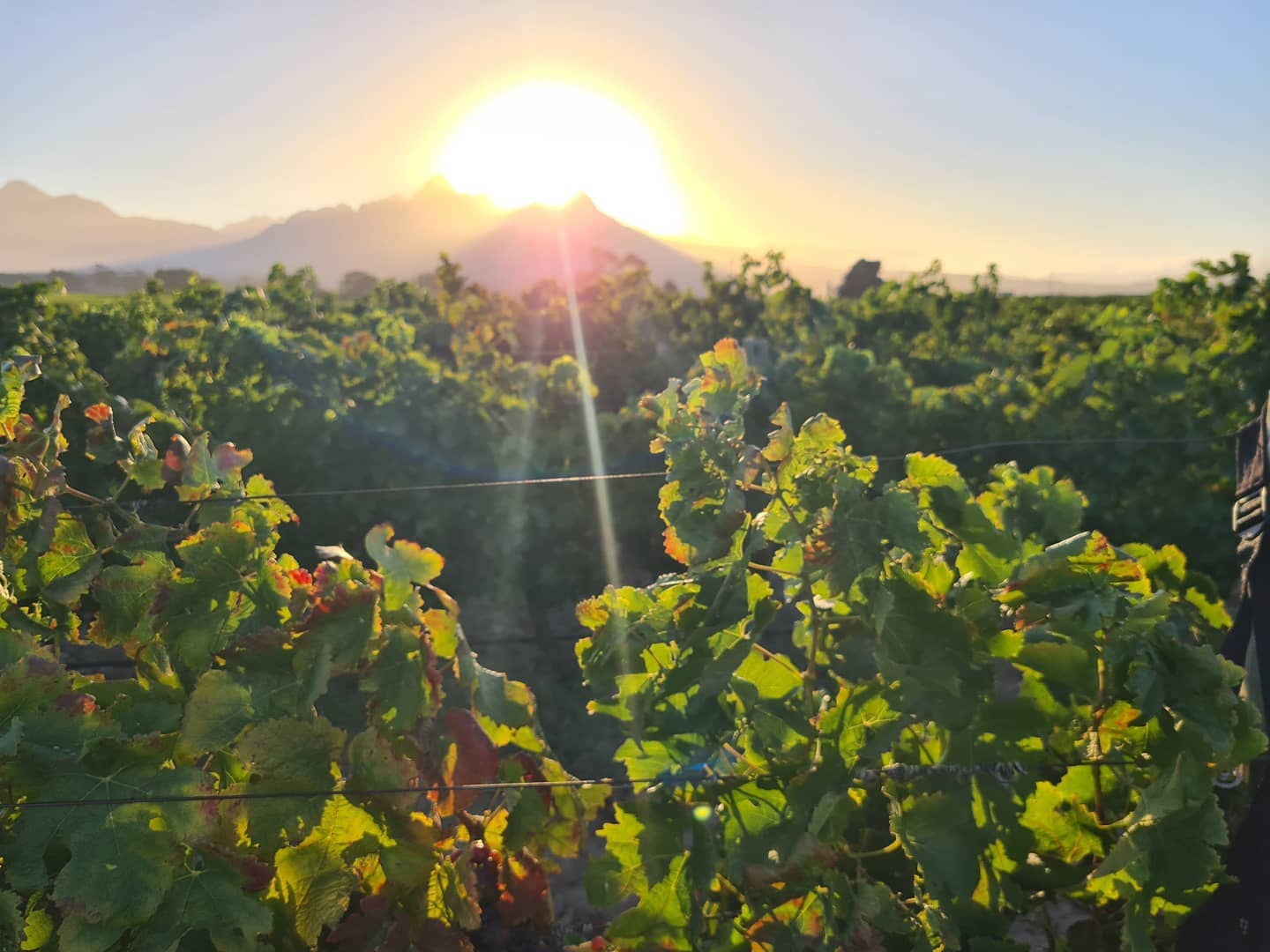 South African Wine Farmer Writes Emotional Open Letter to The President!