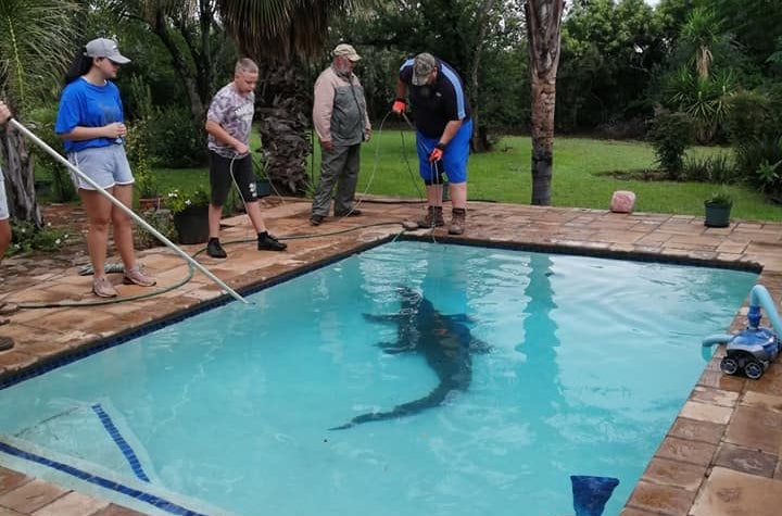 There is a Crocodile in My Pool!!! SA Couple Find a Croc Hanging Out in Their Backyard!