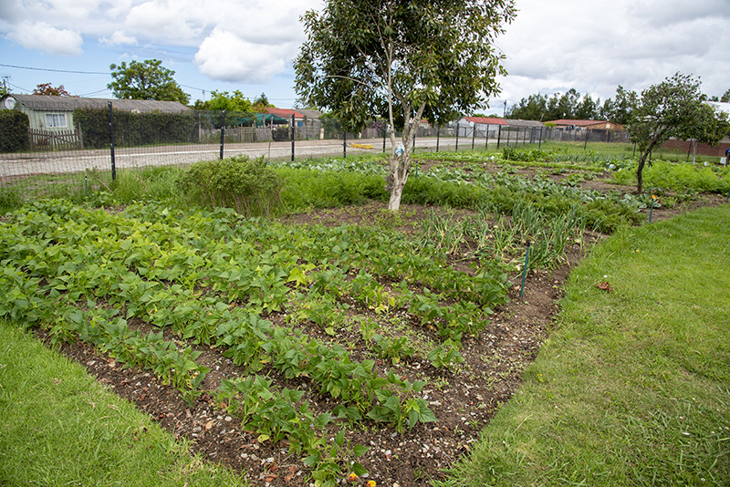 Give a man some vegetables, and you feed him for a day. Teach a man to grow food, and you feed him for a lifetime.