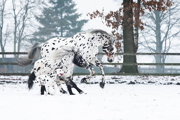 A Spotted Horse, Spotted Pony And Spotted Dog Are Best Friends!