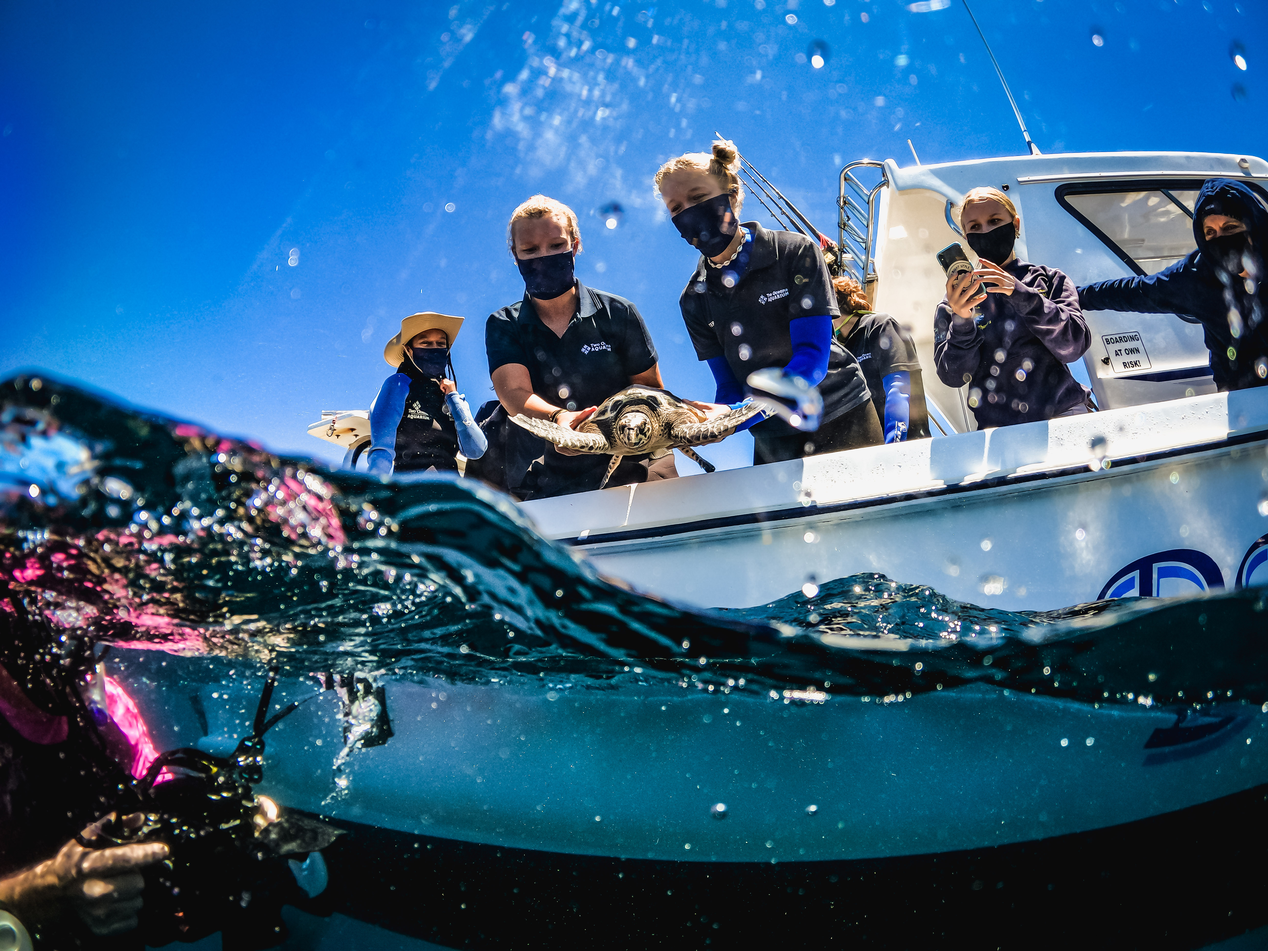 Another Successful Sea Turtle Rescue: Conservationists Release 23 Turtles Back Into The Wild