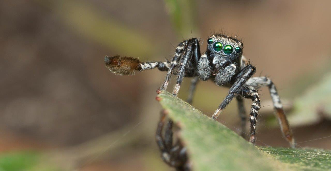 Hiya Ladies, I Am In A Wooing Mood! Spider Love Can Be So Strange.