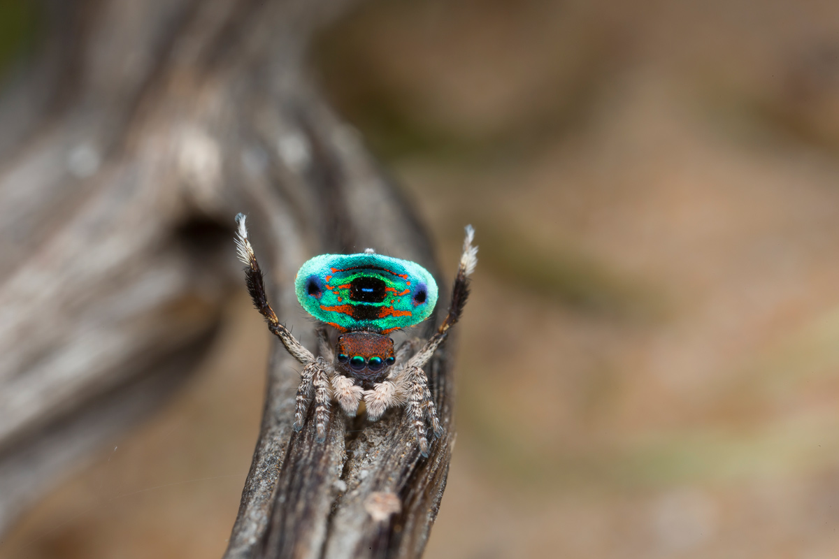 Hiya Ladies, I Am In A Wooing Mood! Spider Love Can Be So Strange.
