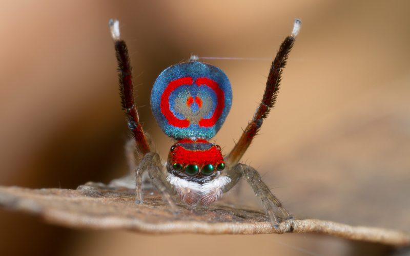 Spiders Hiya Ladies, I Am In A Wooing Mood! Spider Love Can Be So Strange.