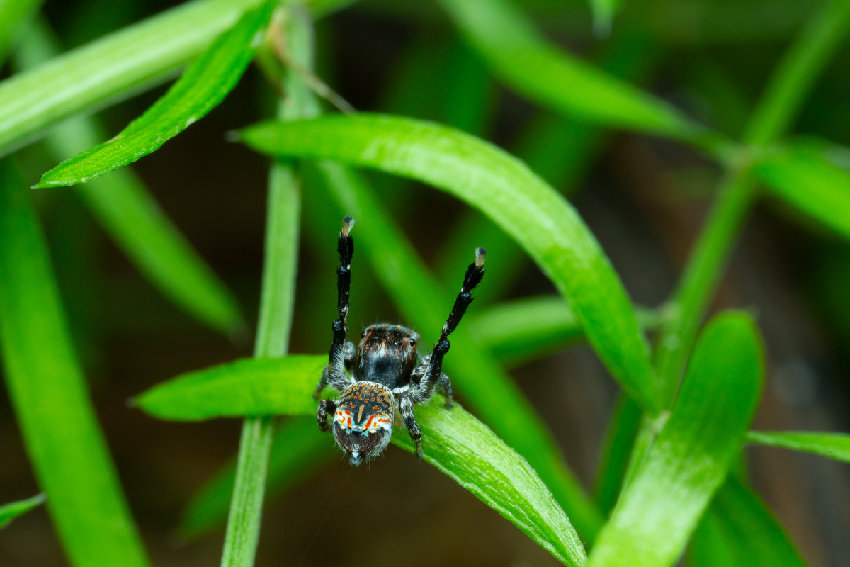Hiya Ladies, I Am In A Wooing Mood! Spider Love Can Be So Strange.