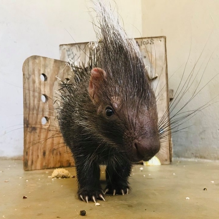 Porcupette