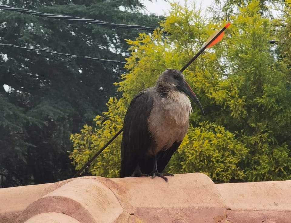 Hadeda Hit By Arrow Finally Caught By Rescue Centre!