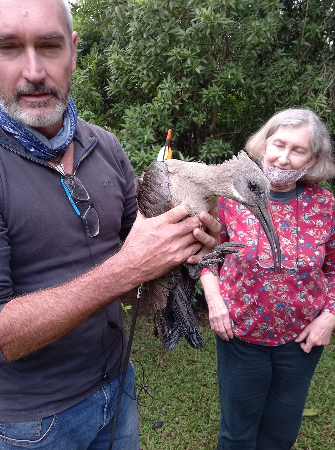 Hadeda Hit By Arrow Finally Caught By Rescue Centre!