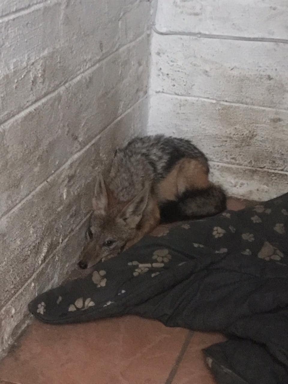 Community Based Volunteer Organisation Rescue Wild Jackal in Fourways!