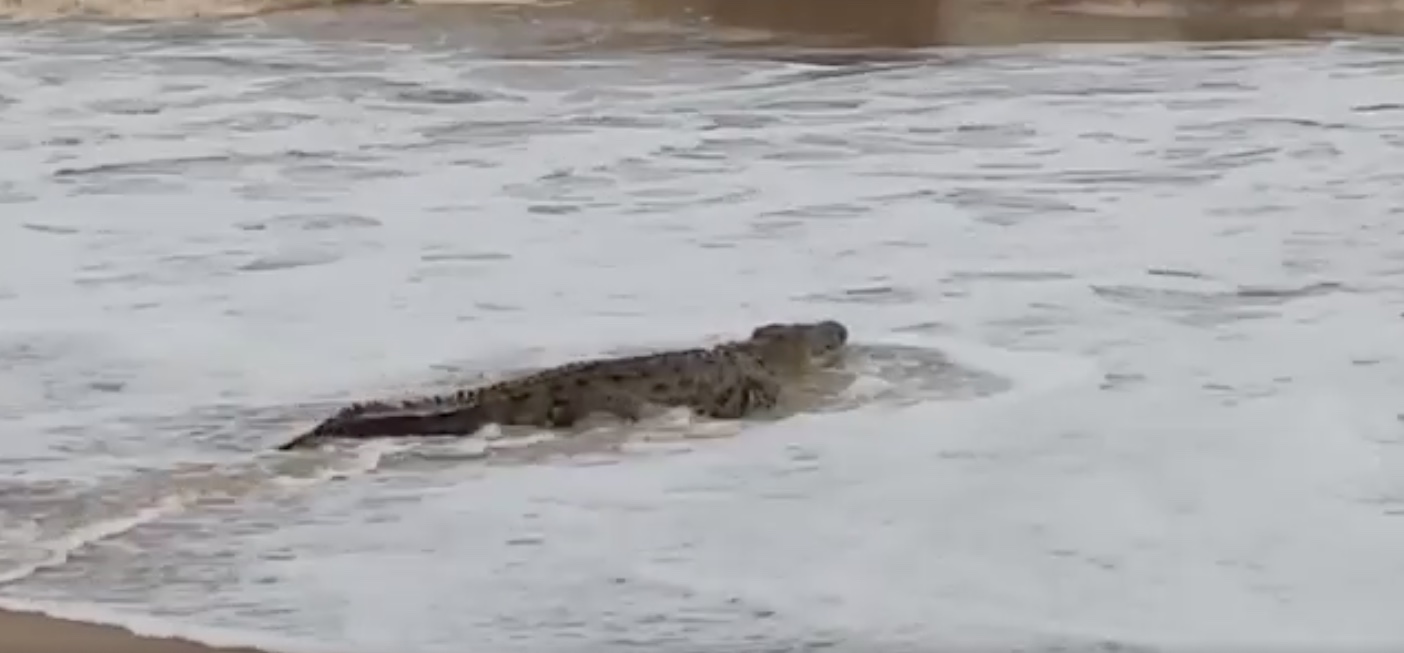 Crocodile