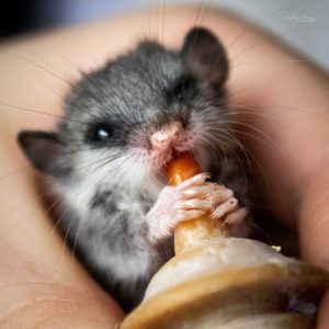 Dormice