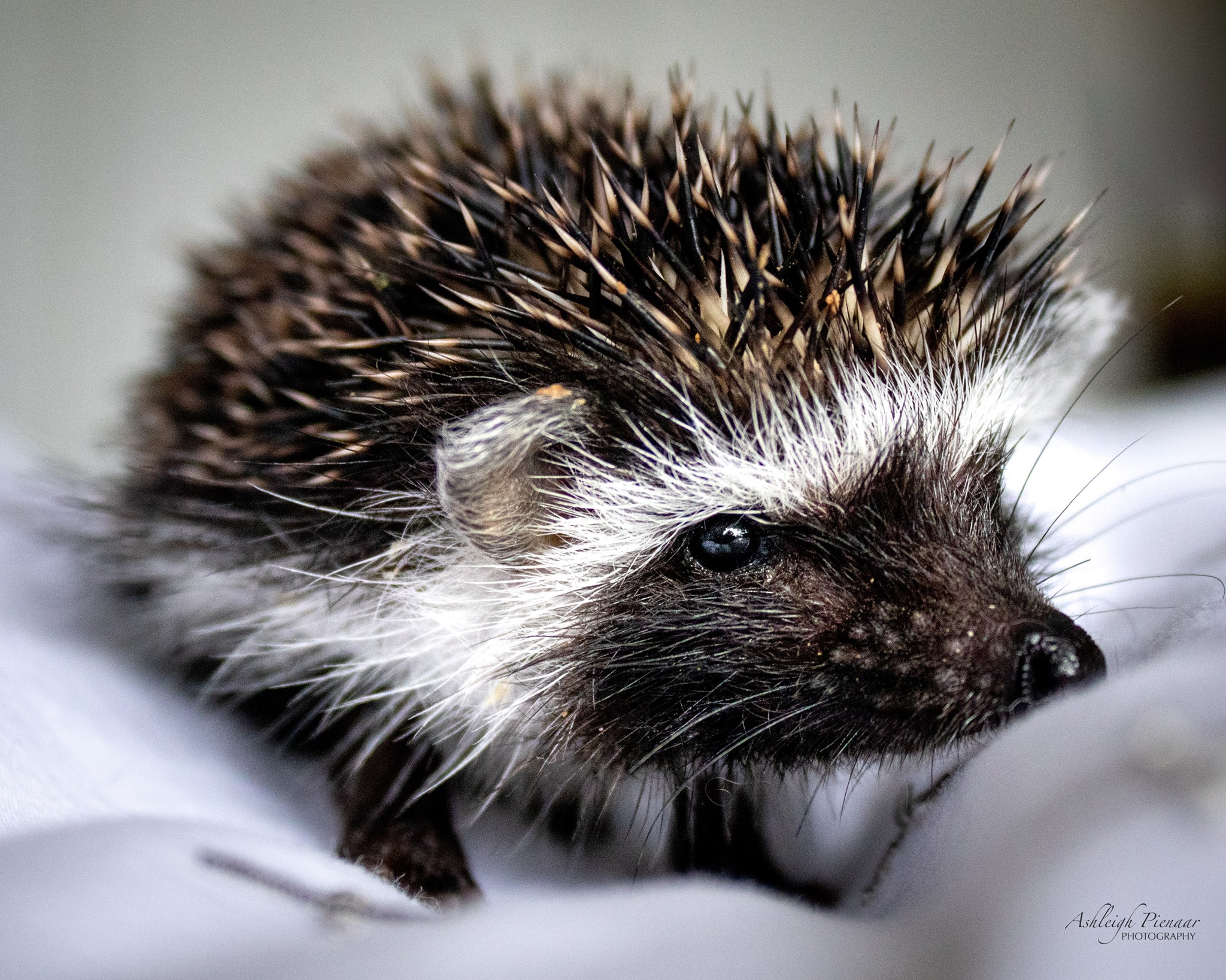 Hedgehog