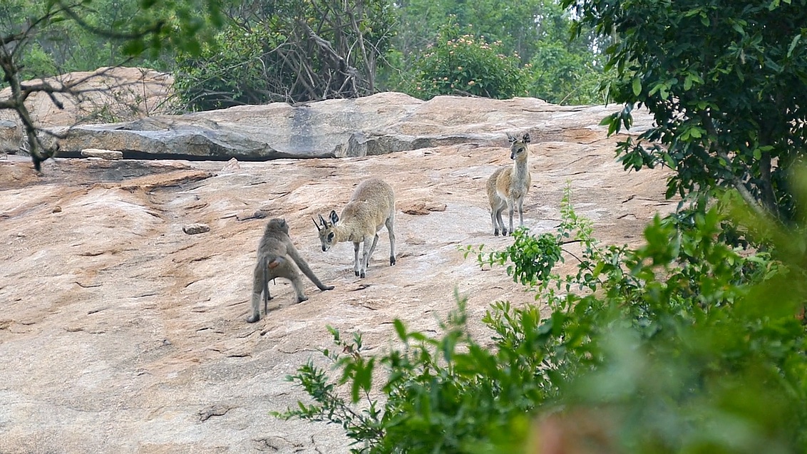 Klipspringers