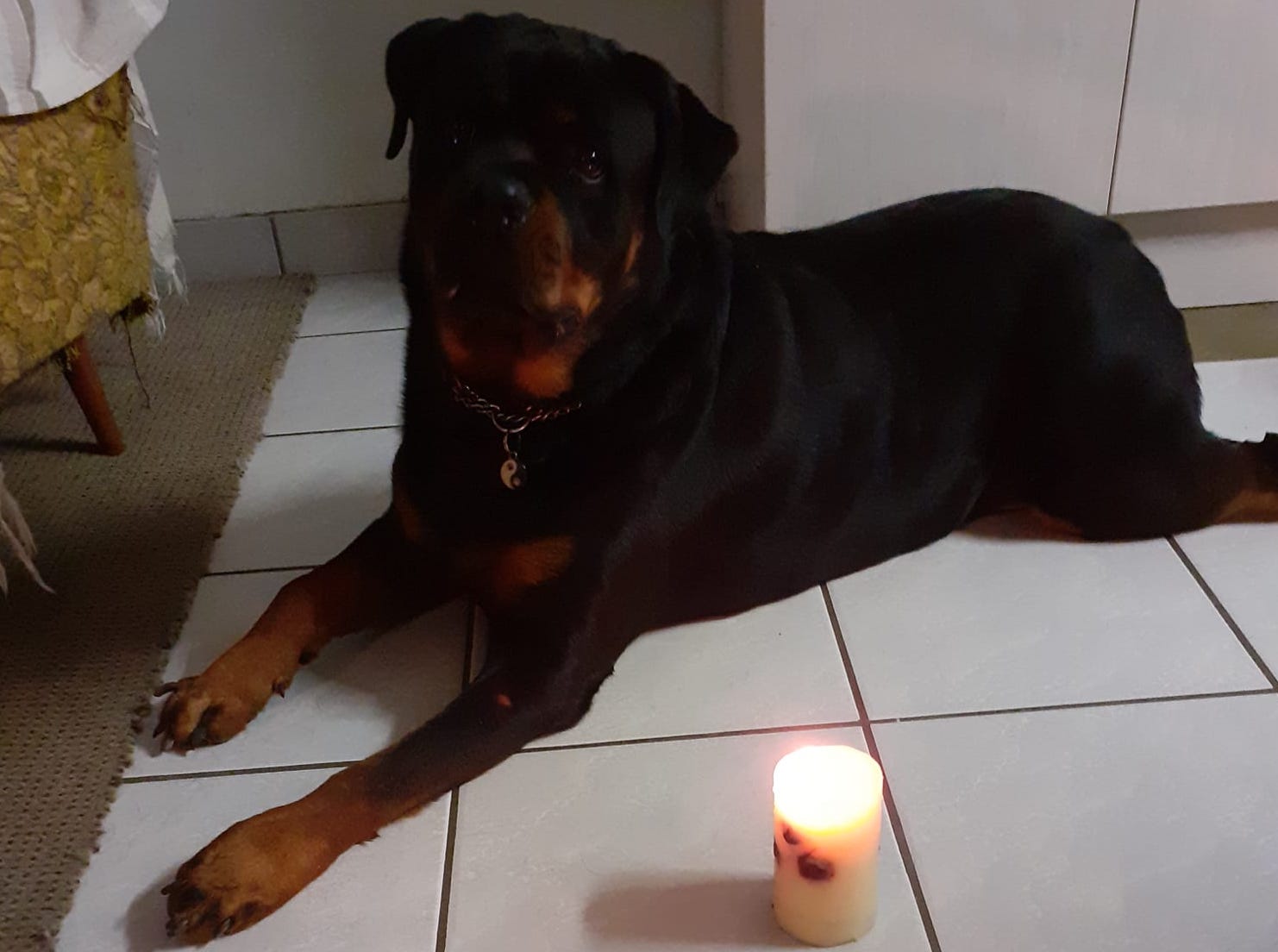 Missing Dog