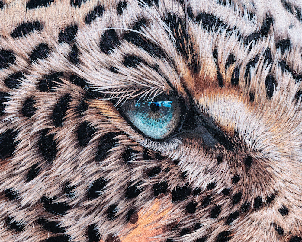 Sonny's New Mural Shines a Light on Leopard Conservation!