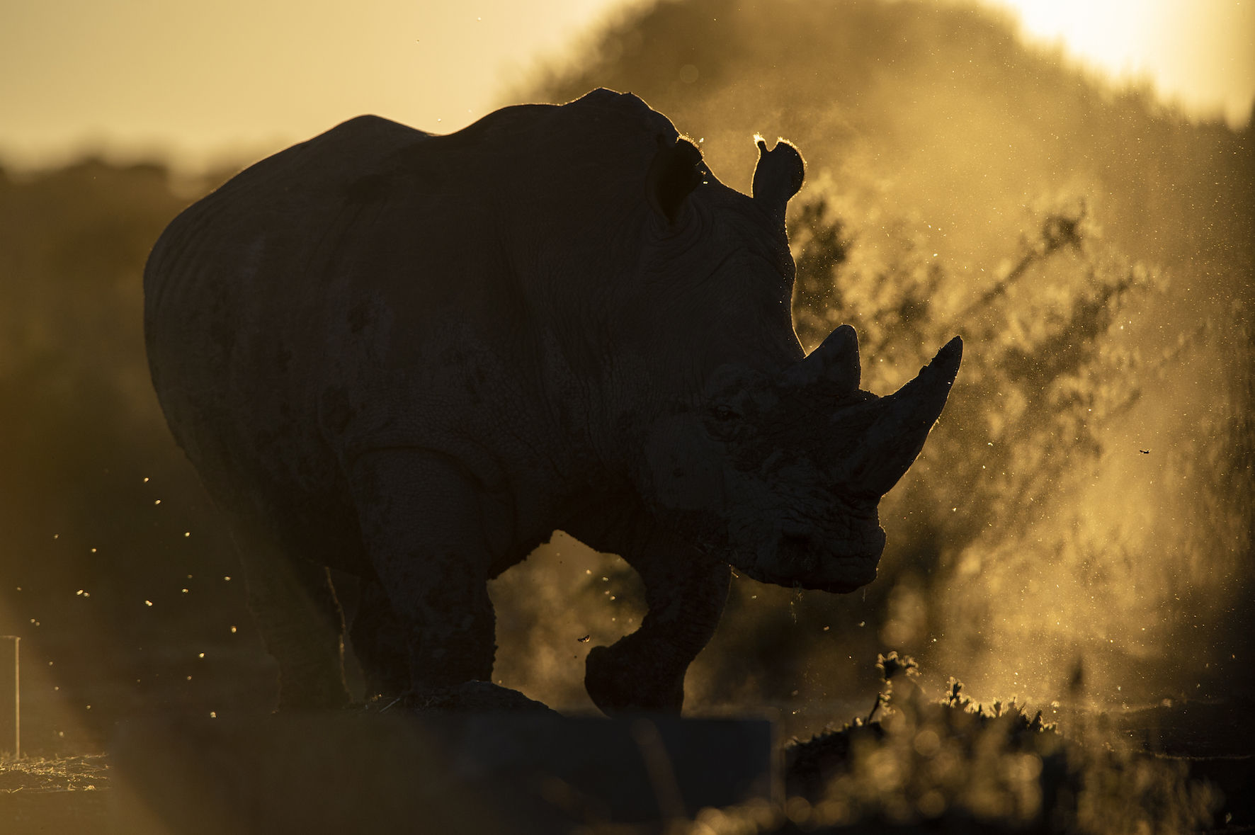 Within 10 Years Rhinos in National Parks Might Be Extinct: Are Private Rhino Reserves the Last Hope?