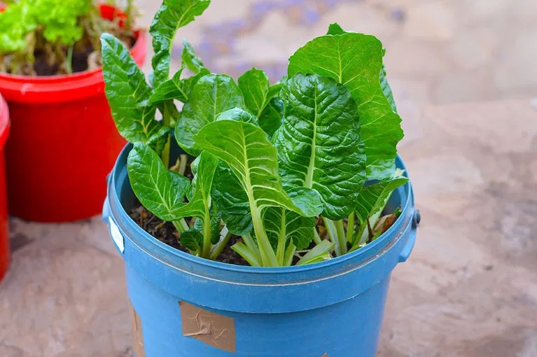 Kids Grow and Donate 200kg of Spinach To Stellenbosch Soup Kitchens
