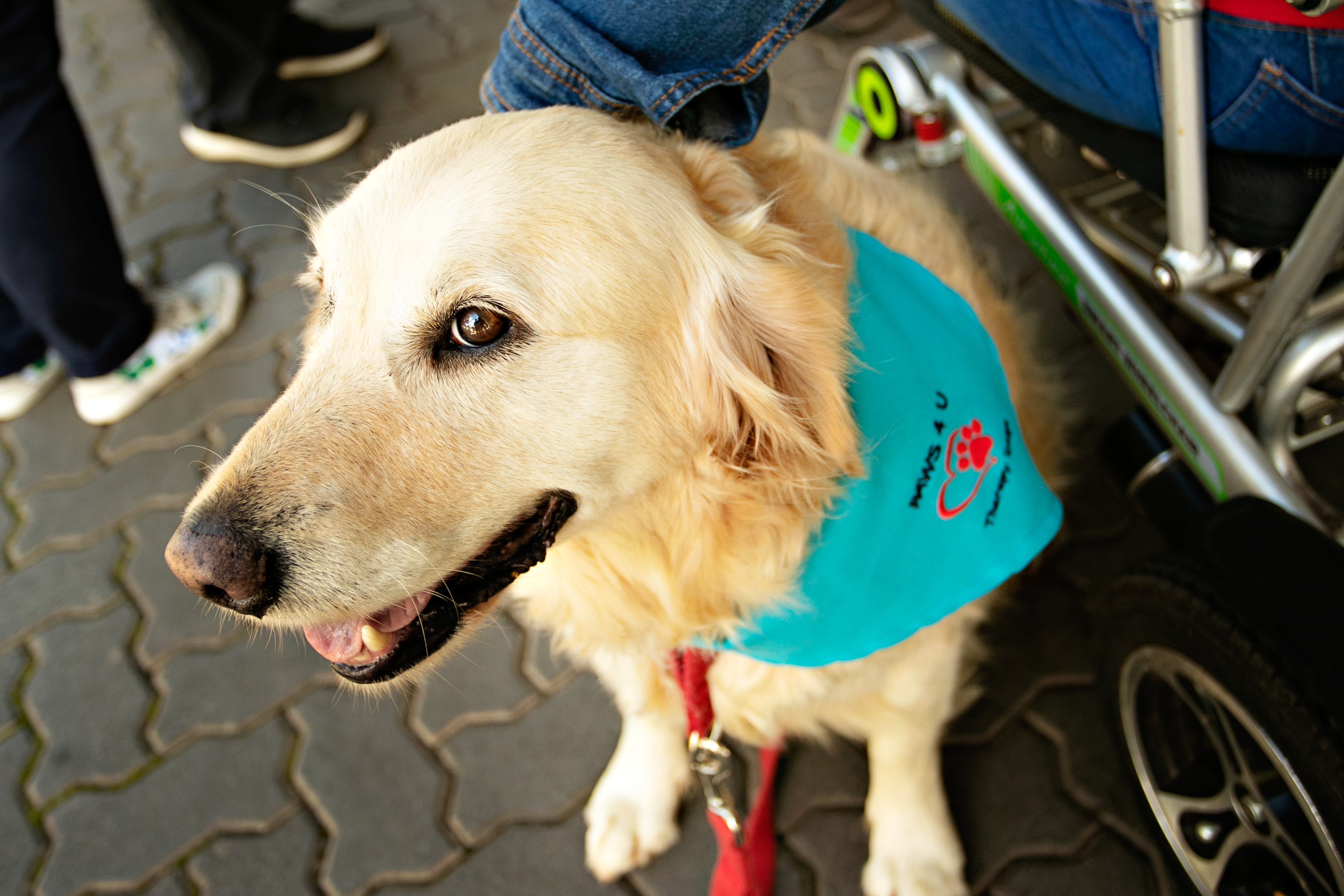 Therapy Dogs
