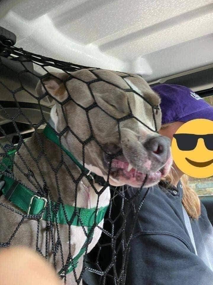 Woman Installed Car-Net So Dog Wouldn't Disturb Her Driving. Spoiler Alert: It Didn't Work.