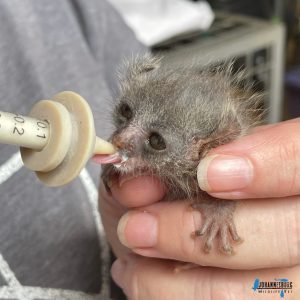 Bushbabies