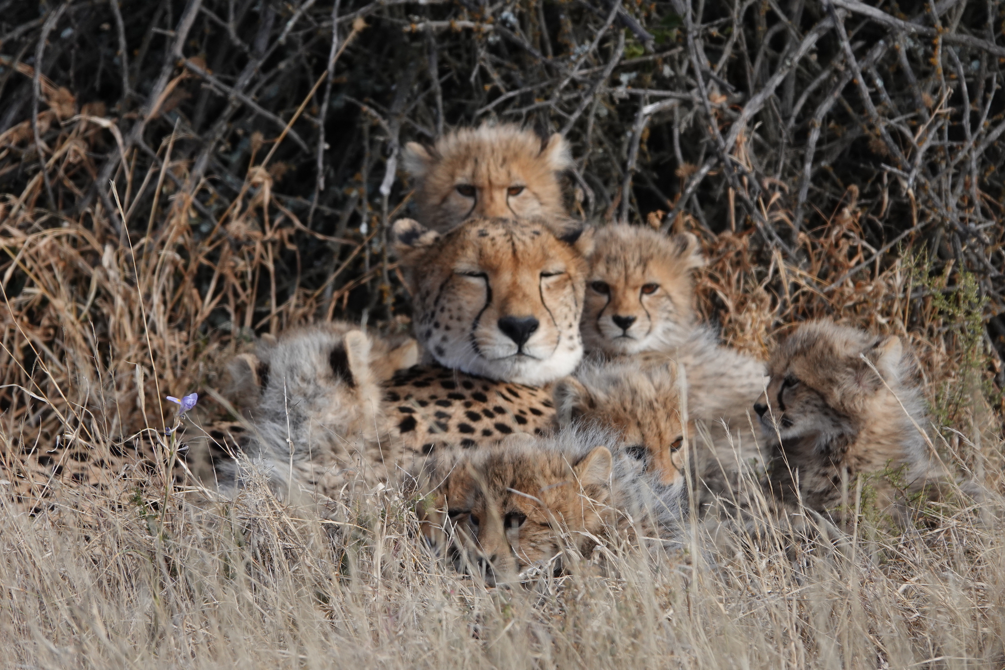 Samara Private Game Reserve Cheetah Pride