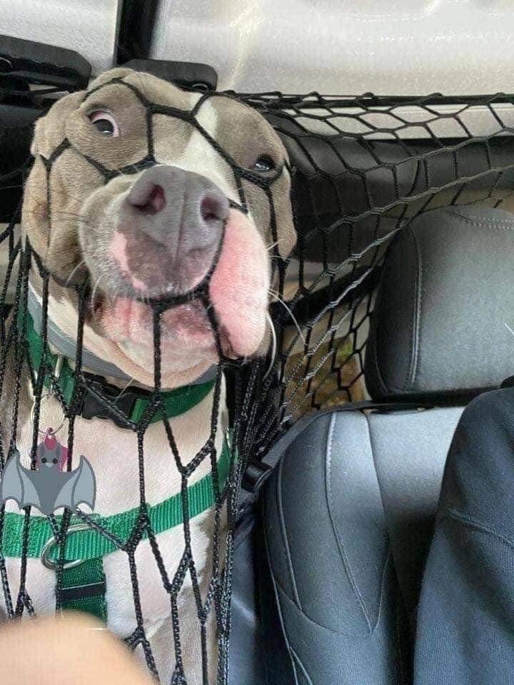 Woman Installed Car-Net So Dog Wouldn't Disturb Her Driving. Spoiler Alert: It Didn't Work.