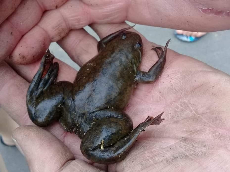 Frogs
