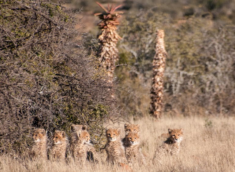 Samara Private Game Reserve Cheetah Pride