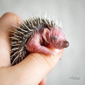 Wildlife