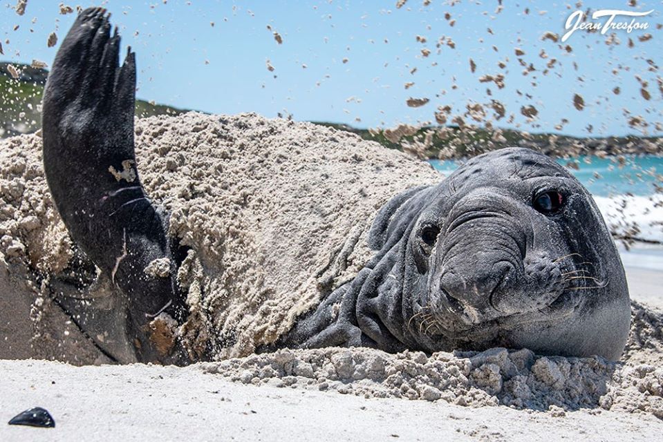Buffel Southern Elephant Seal Community Concerned About a "Dead Seal" Find Out He's Just Chilling.