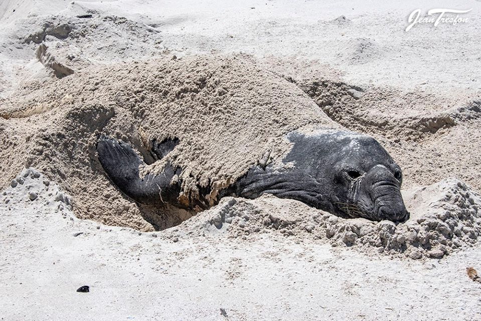 Buffel Southern Elephant Seal Community Concerned About a "Dead Seal" Find Out He's Just Chilling.