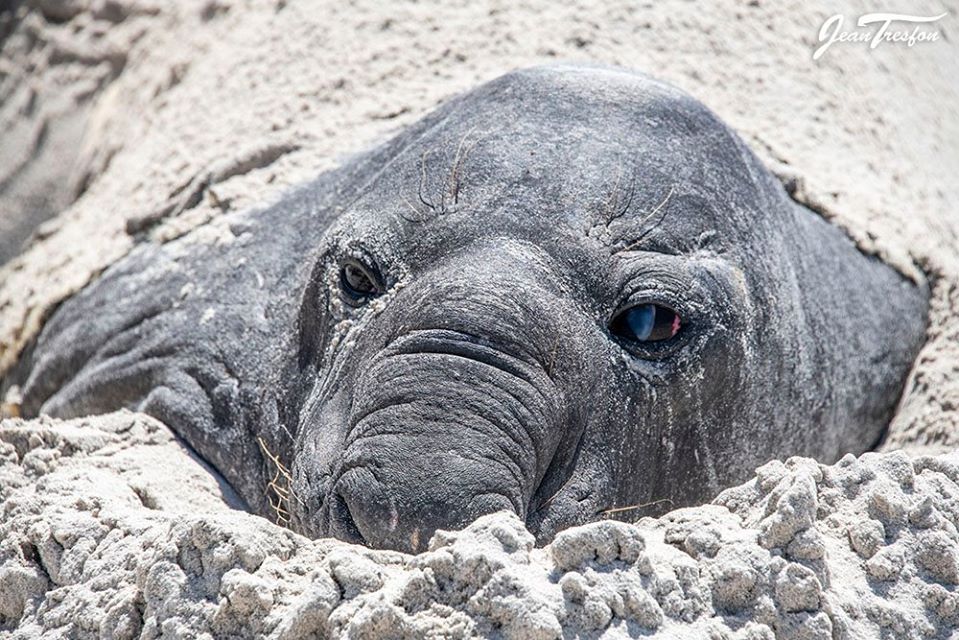 Buffel Southern Elephant Seal Community Concerned About a "Dead Seal" Find Out He's Just Chilling.
