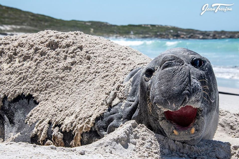 Buffel Southern Elephant Seal Community Concerned About a "Dead Seal" Find Out He's Just Chilling.