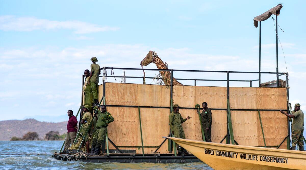 Community Build 'GiRaft' To Rescue Giraffes Off Sinking Island!