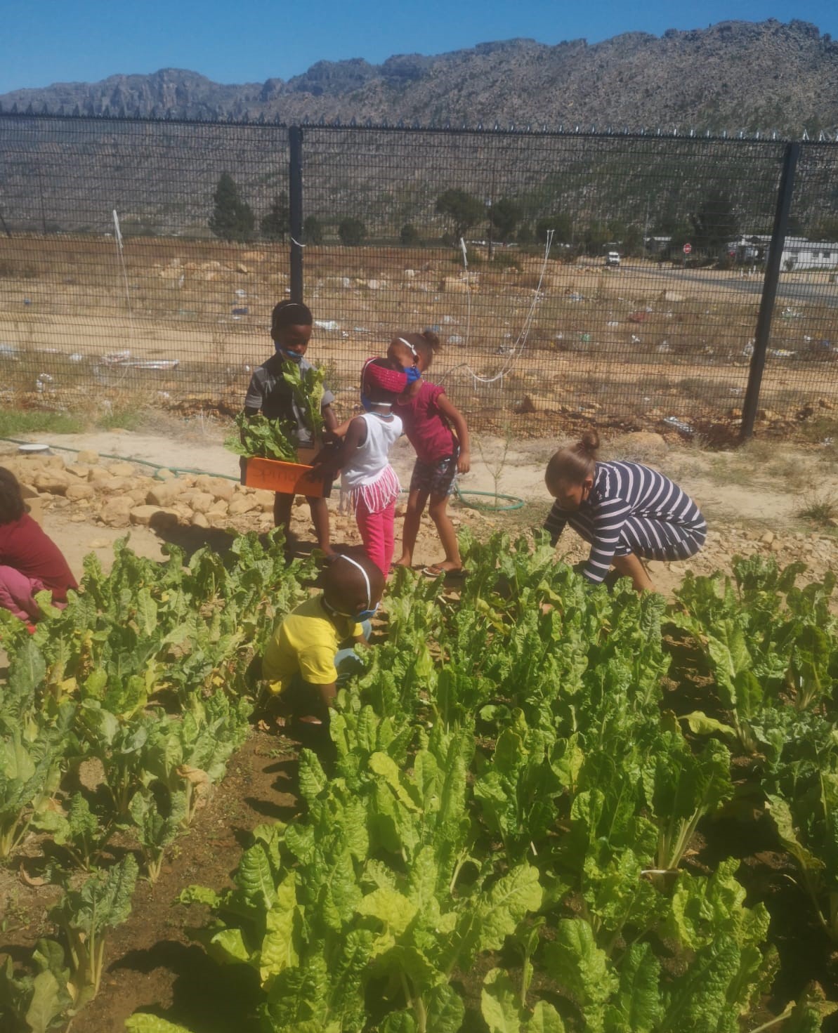Another Incredible Food Garden is Flourishing and Feeding a Community!
