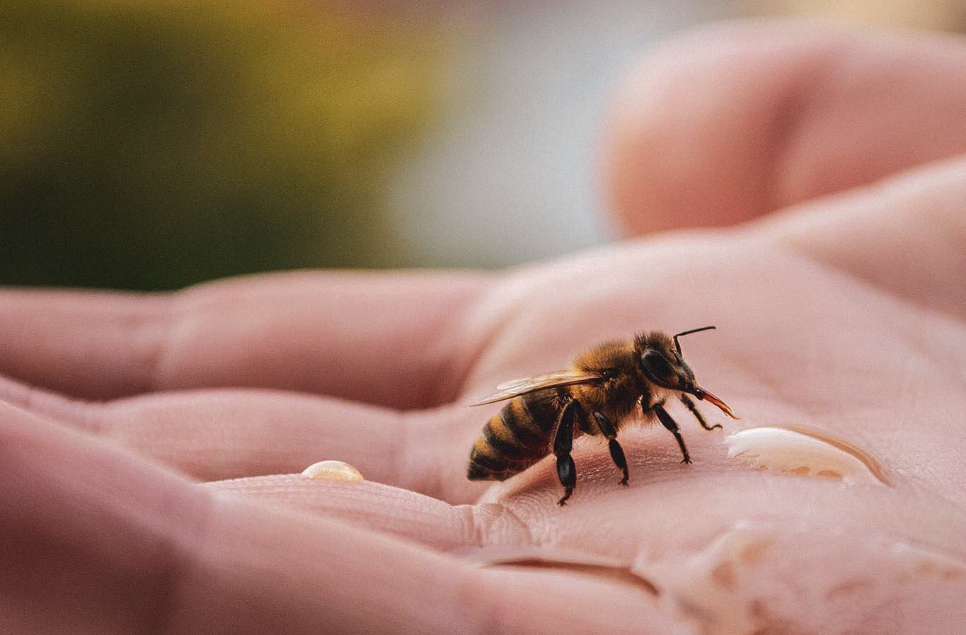 The Art of Good Honey... and Helping Bees Thrive in South Africa!