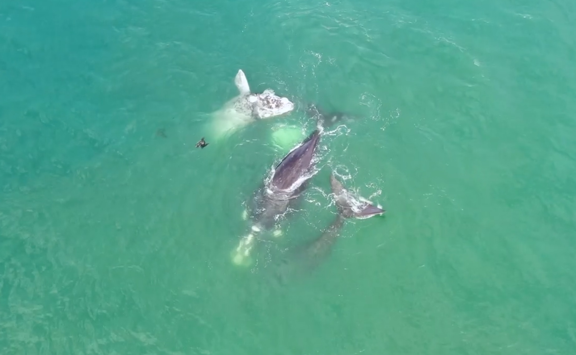 Whales