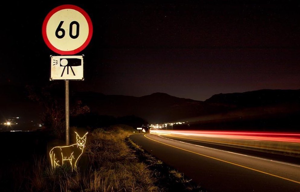 Caracal Crossing