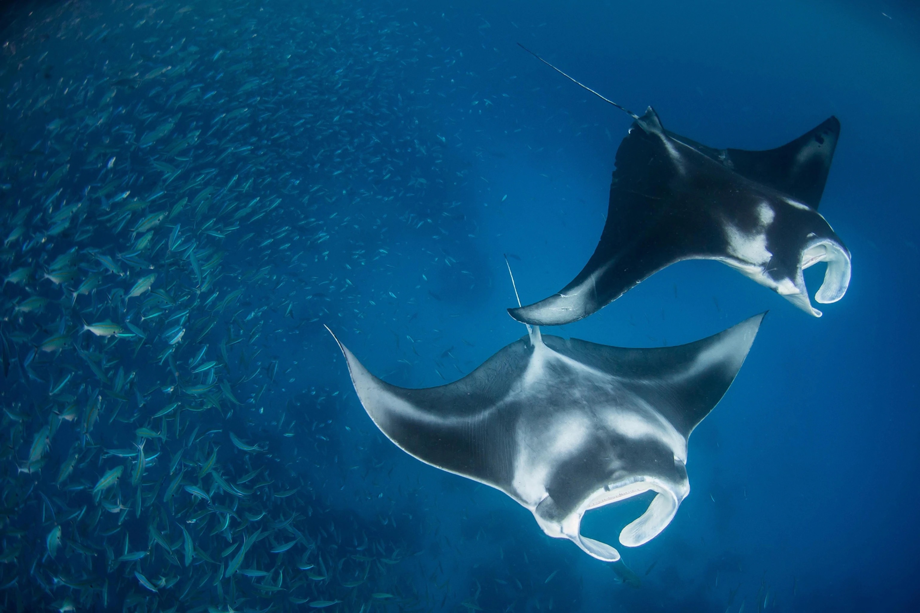 Diver Discovers Large Group Of Highly-Endangered Devil Rays Off The Coast of Umkomaas!