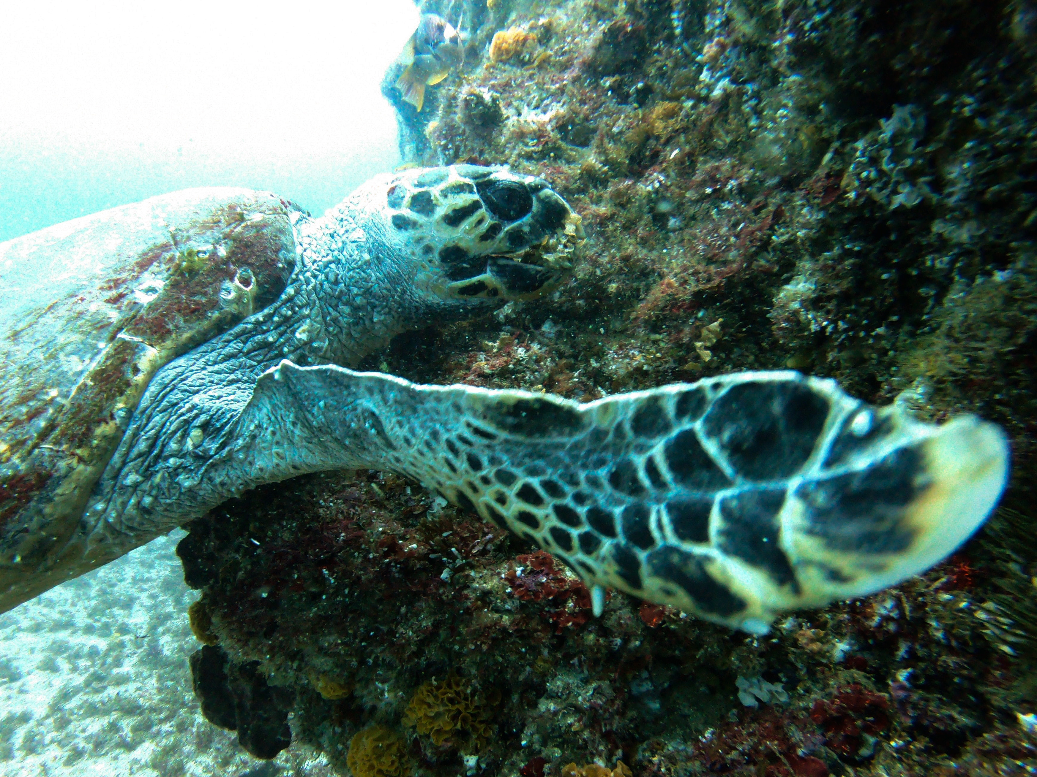 Turtle