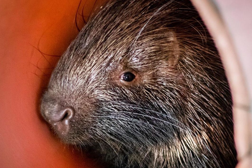 Porcupine