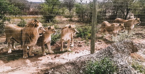 Lion