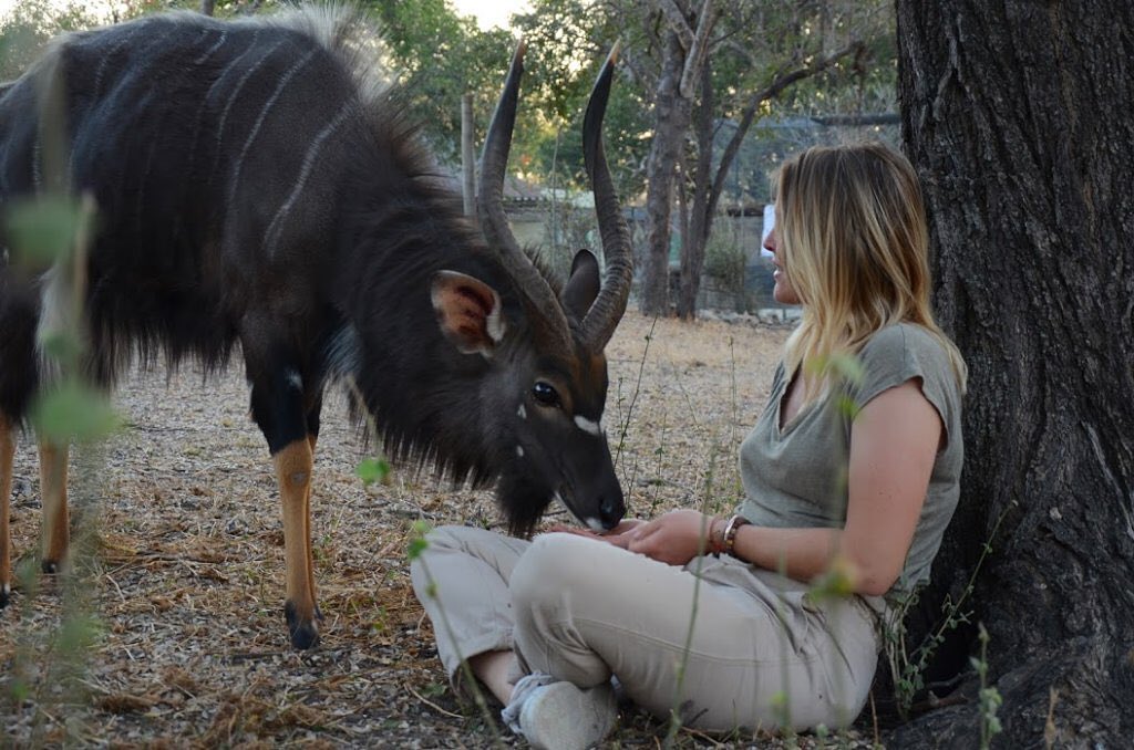 Conservationists Come to The Rescue of Nyalou the Nyala!