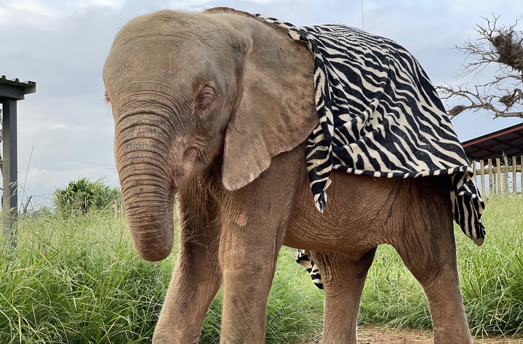 Albino Baby Elephant, Khanyisa & Her Journey in Blankets